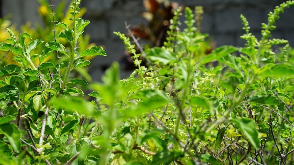 Tulsi Plant At Home 10 Benefits How to Grow Care and Other Facts